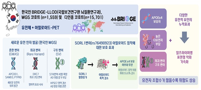 알츠하이머병의 유전 요인과 보호 요인을 대규모 유전체 분석으로 규명한 연구 내용을 요약한 인포그
래픽으로,
국립보건연구원 뇌질환연구과의 BRIDGE