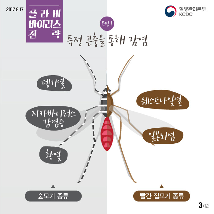 플라비바이러스 전략 특징 1 특정 곤충을 통해 감염 뎅기열 지카바이러스 감염증 황열 웨스트나일열 일본뇌염