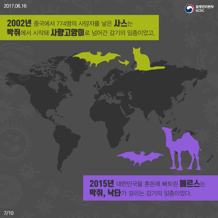 2002년 중국에서 774명의 사망자를 낳은 사스는 박쥐에서 시작돼 사햐야고양이로 넘어간 감기의 일종이었고, 2015년 대한민국을 혼돈에 빠뜨린 메르스는 박쥐, 낙타가 걸리는 감기의 일종이었다.