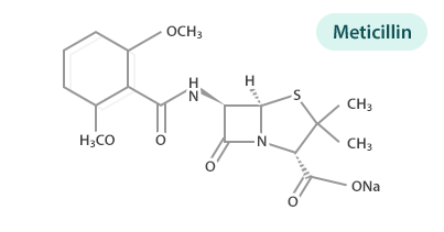 Meticillin 항생제 구조도