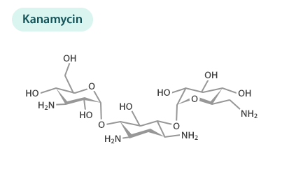 Kanamycin 항생제 구조도