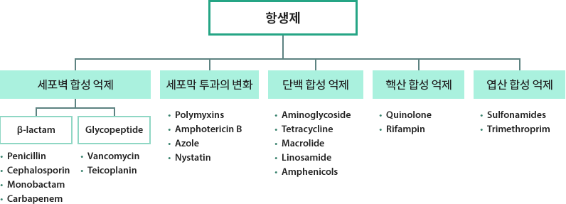 작용기전에 따른 분류02