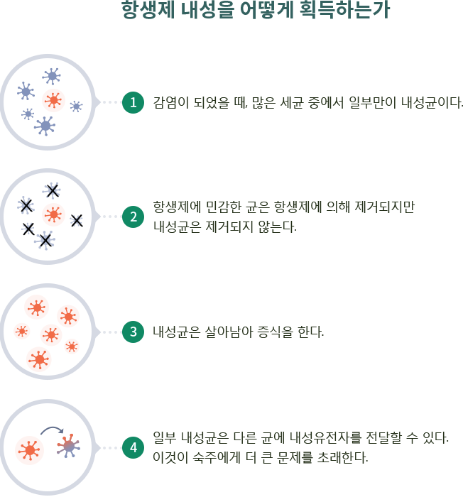 항생제에 대한 내성을 얻게 되는 방법을 설명 - 첫째 감염이 되었을 떄, 많은 세균 중에서 일부만이 내성균이다. 둘째 항생제에 민감한 균은 항생제에 의해 제거되지만 내성균은 제거되지 않는다. 셋째 내성균은 살아남아 증식을 한다. 넷째 일부 내성균은 다른 균에 내성유전자를 전달할 수 있다. 이것이 숙주에게 더 큰 문제를 초래한다.