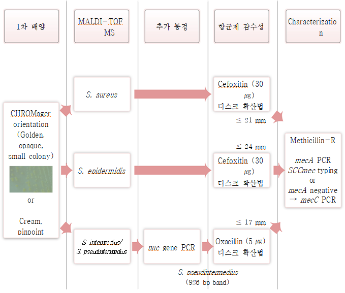 Staphylococcus 균종의 분석 흐름도 상세내용 아래참조