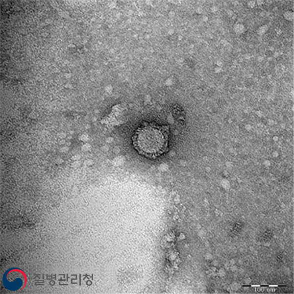 AI virus(H5N6) 이미지