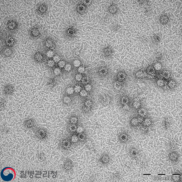 Entero virus 이미지