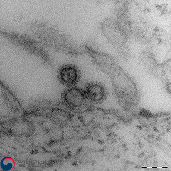 Influenza virus 이미지