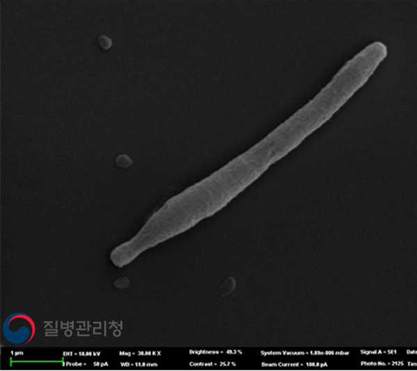 Legionella pneumophila 이미지