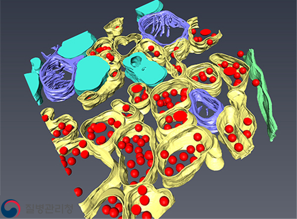 MERS corona virus(3D) 이미지